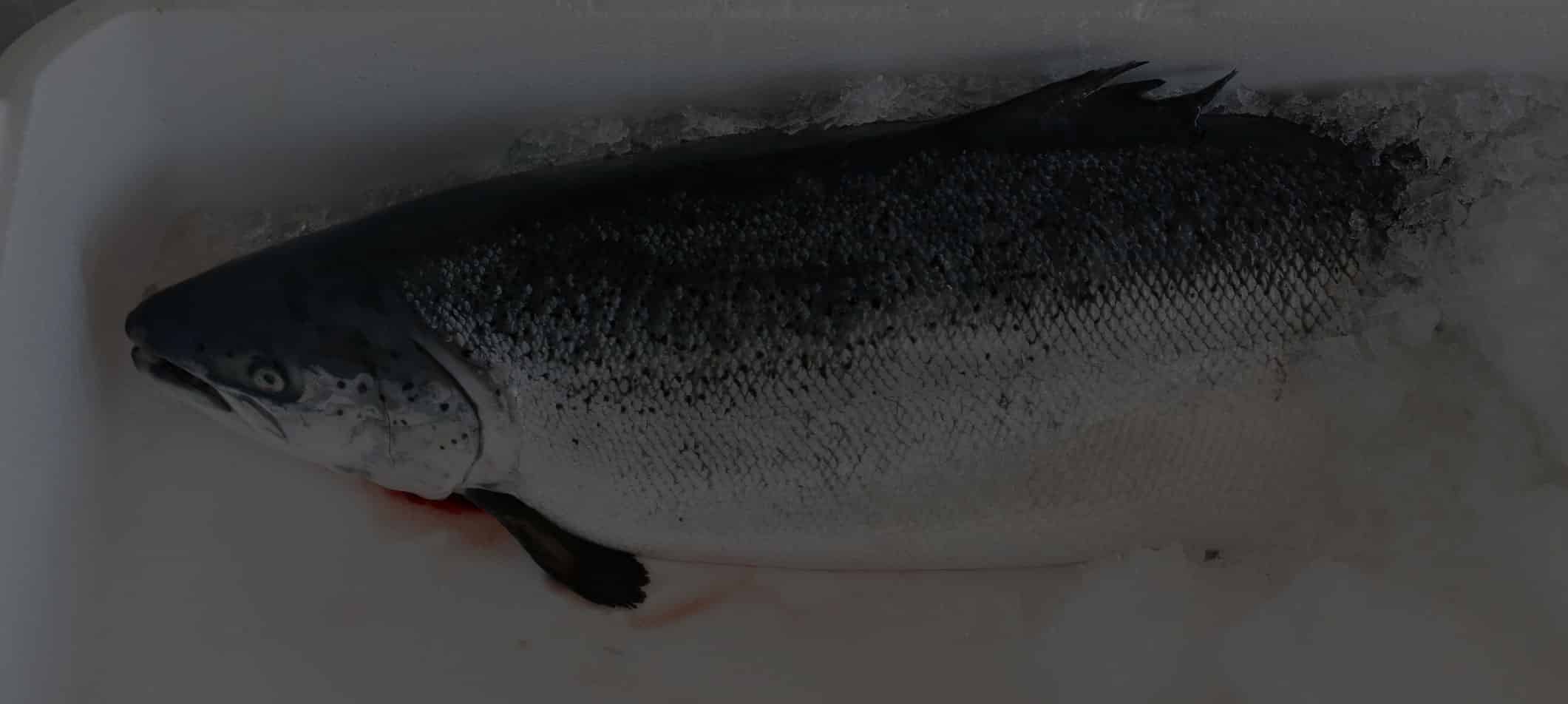 Custom Fish Processing - Alaska Seafood Company